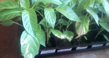 Proč listy pepře po výsadbě do země nebo skleníku zbělely a co dělat